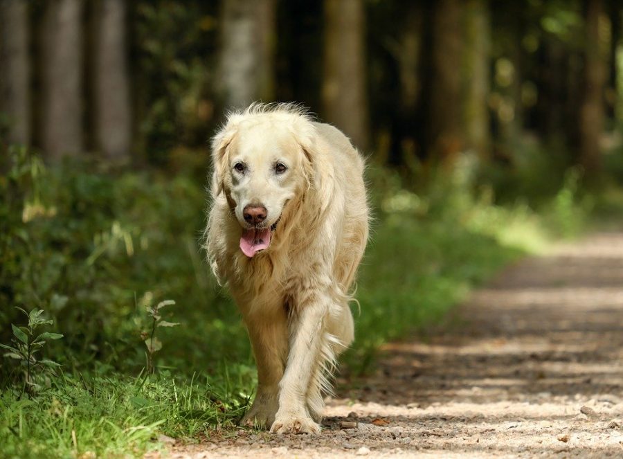 Avvelenamento nel cane: cause, sintomi e rimedi