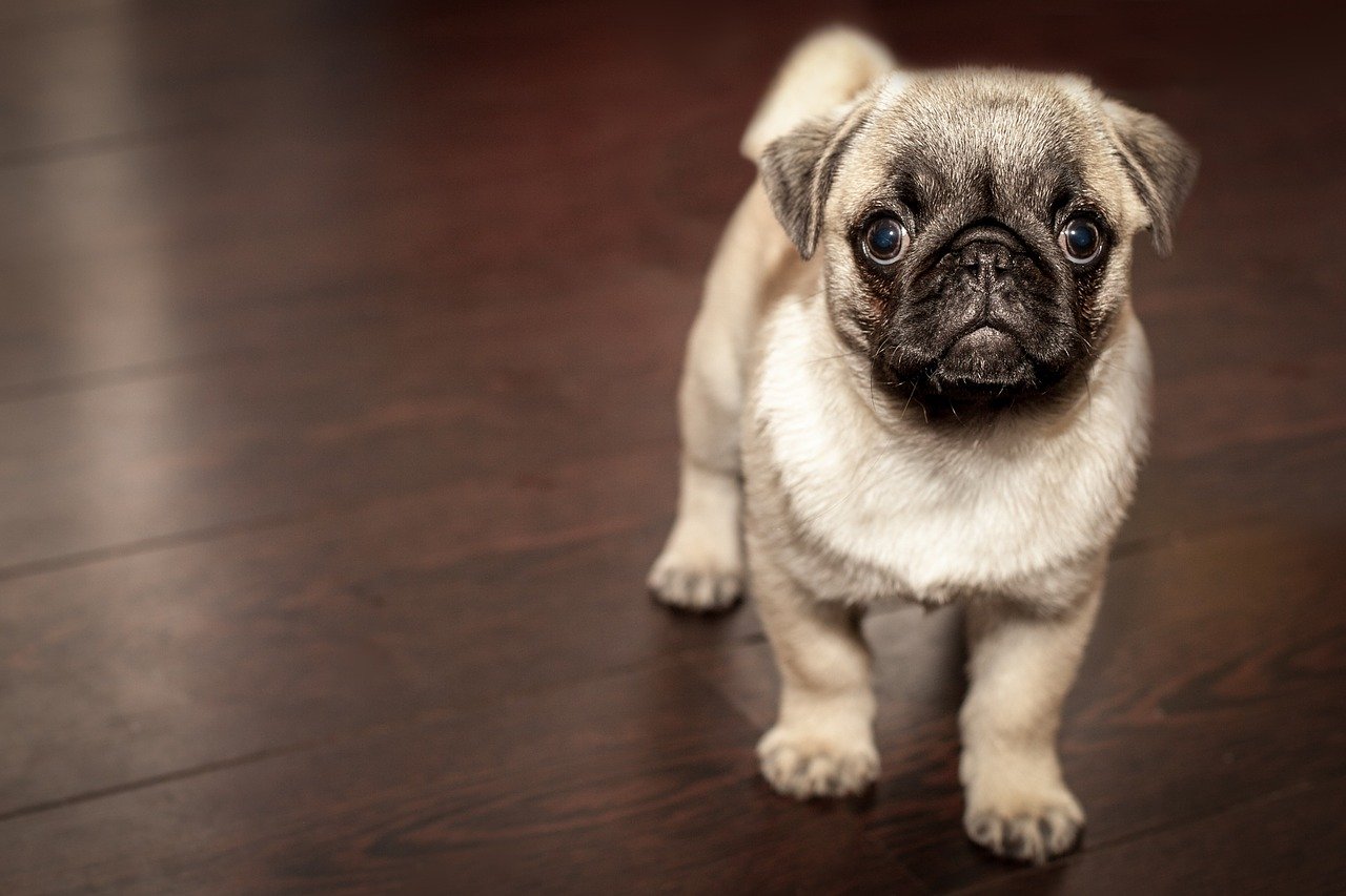 Recinto per cani, quale acquistare per il proprio cucciolo?