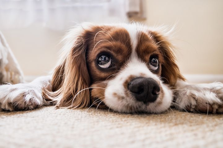 Cane avvelenato, come evitare e prevenire che il tuo fido stia male