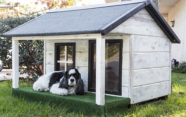 Cucce per cagnolini: le caratteristiche ideali