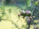 Coltivare bonsai di melograno: consigli indispensabili da seguire