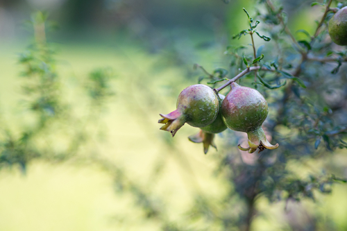 Bonsai di melograno: consigli per coltivarlo