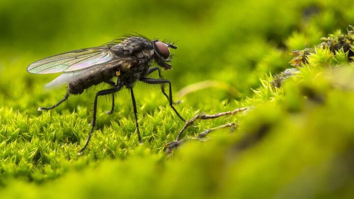 Semplici passi per eliminare le larve di mosche?