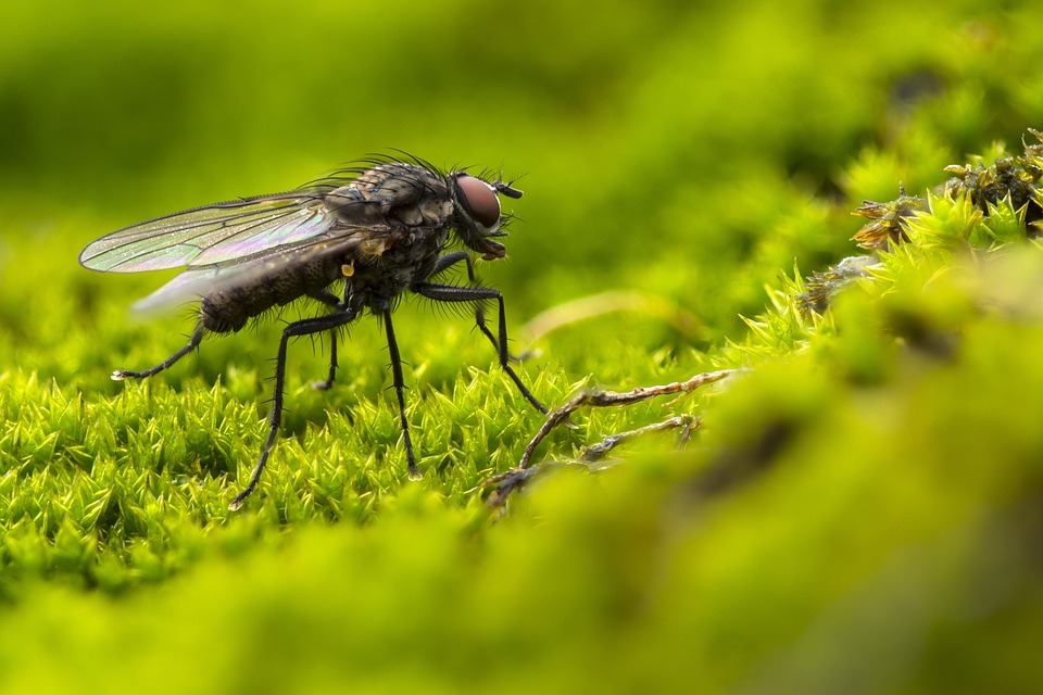 Semplici passi per eliminare le larve di mosche?