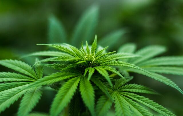 Piantagione di marijuana: tutto quello che devi sapere sulla coltivazione e i rischi associati