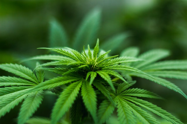 Piantagione di marijuana: tutto quello che devi sapere sulla coltivazione e i rischi associati Piantagione di marijuana: tutto quello che devi sapere sulla coltivazione e i rischi associati