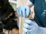 Pulizia delle unghie e delle orecchie dei cani: come prevenire i problemi più comuni