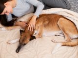 Quando sospettare artrite Riconoscere i segni dell'osteoartrite in cani