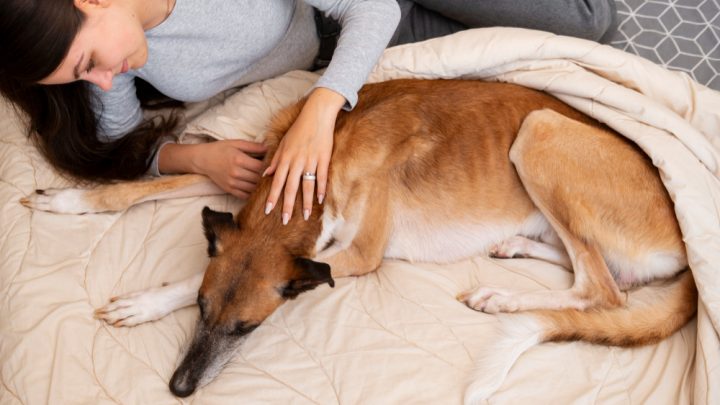 Quando sospettare artrite? Riconoscere i segni dell’osteoartrite in cani